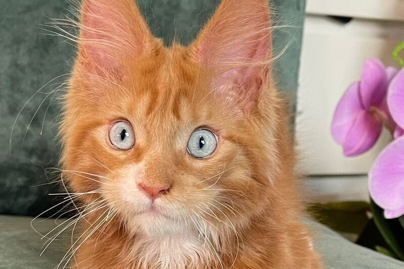 Archer Maine Coon male, red tabby