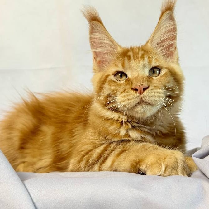 Hermes Maine Coon male, red