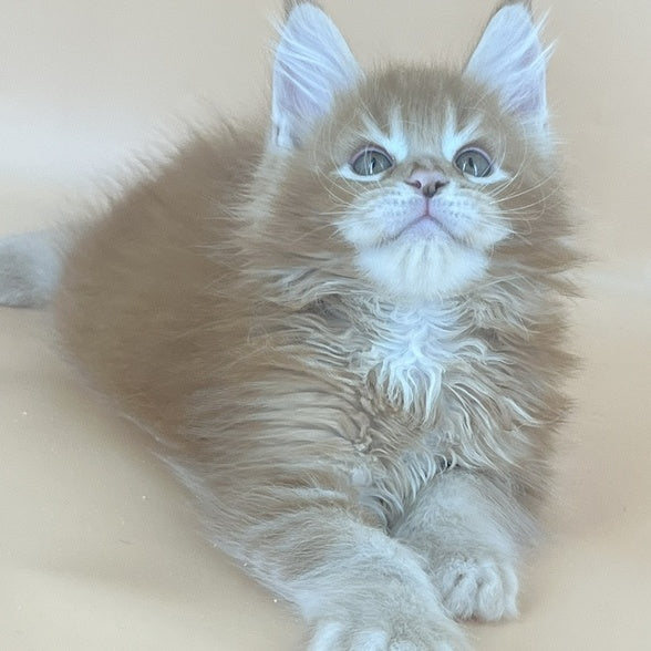 Brahms Maine Coon male, red tabby
