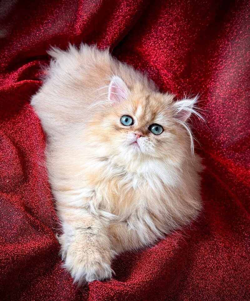 Tiffany Persian female, black golden shaded