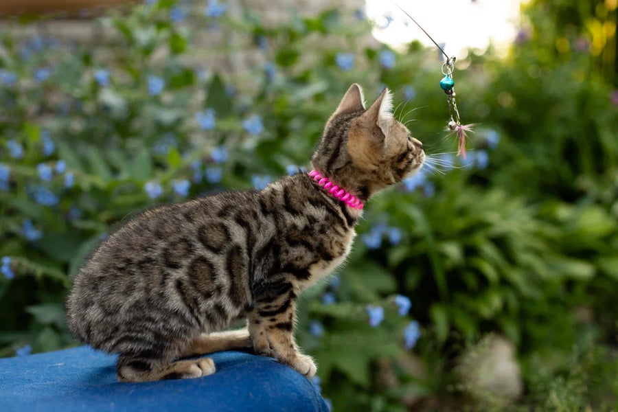 Dixie Bengal female black spotted tabby - live animals