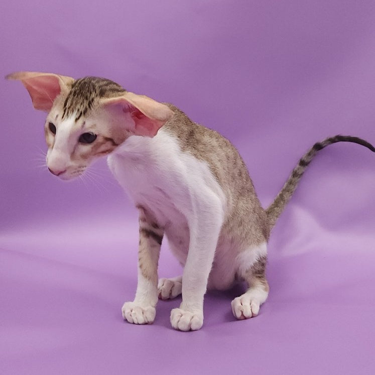 Winner Oriental Shorthair male, cinnamon spotted tabby bicolour