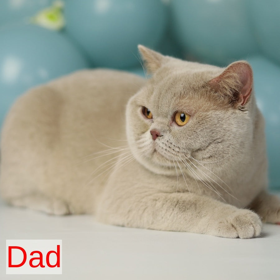 Lexus British Shorthair male, cinnamon