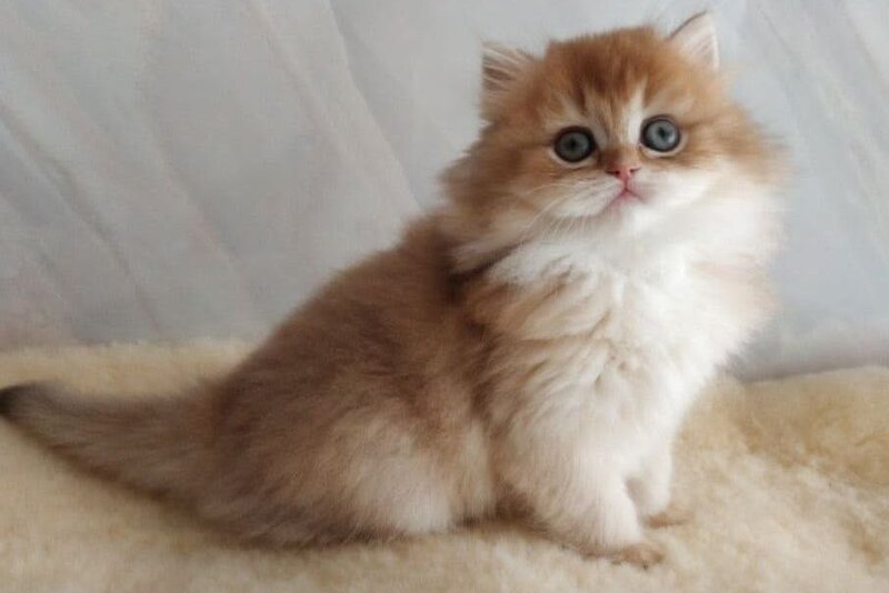 Alan British Longhair female, chocolate golden shaded