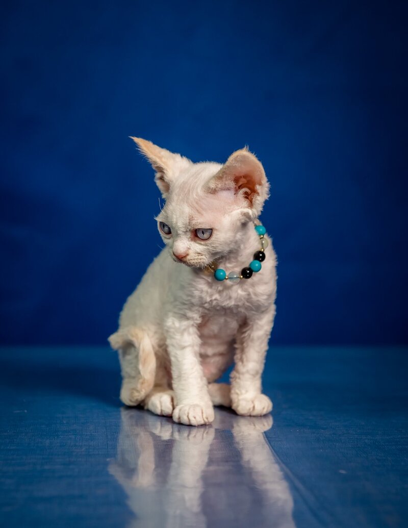 Ice Cream Devon Rex male red pointed - live animals