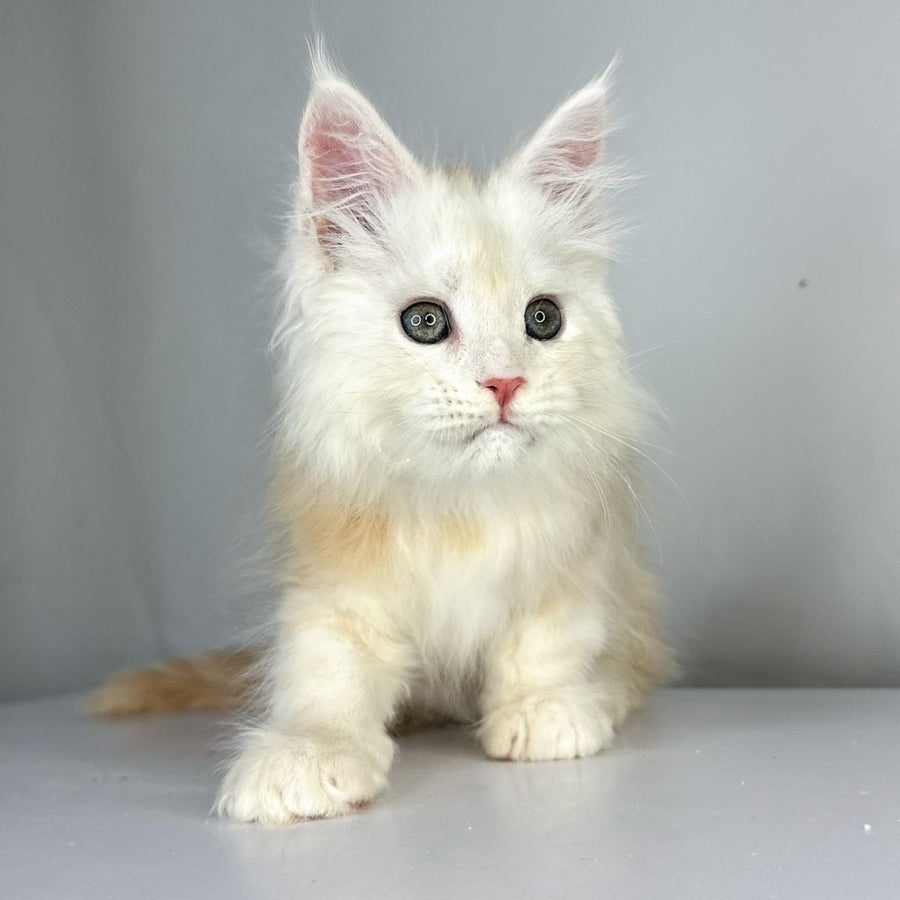 Frank Maine Coon male, red silver tabby