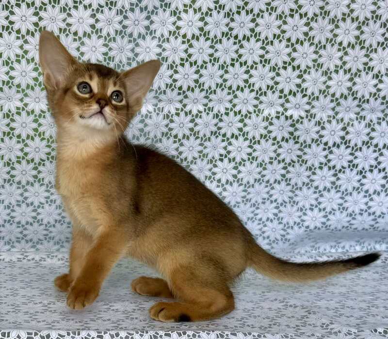 Elsie Abyssinian female ruddy - live animals