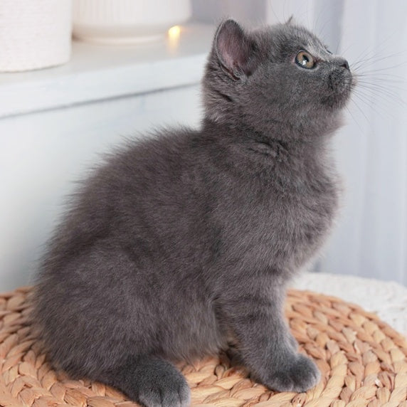 Alan British Shorthair male, blue