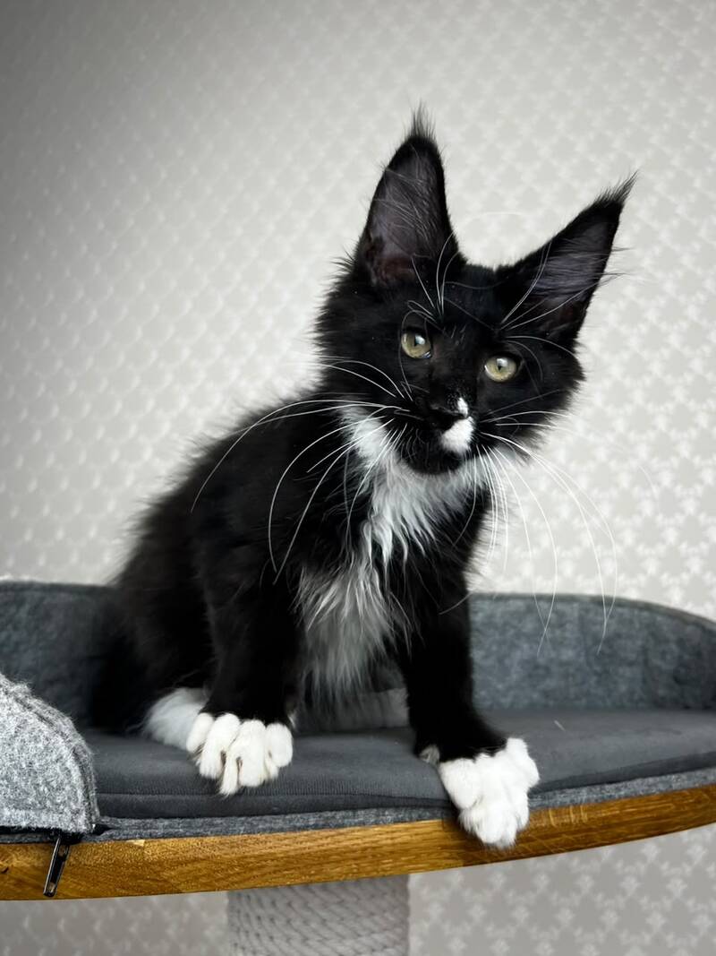 Oscar Maine Coon male, black bicolour
