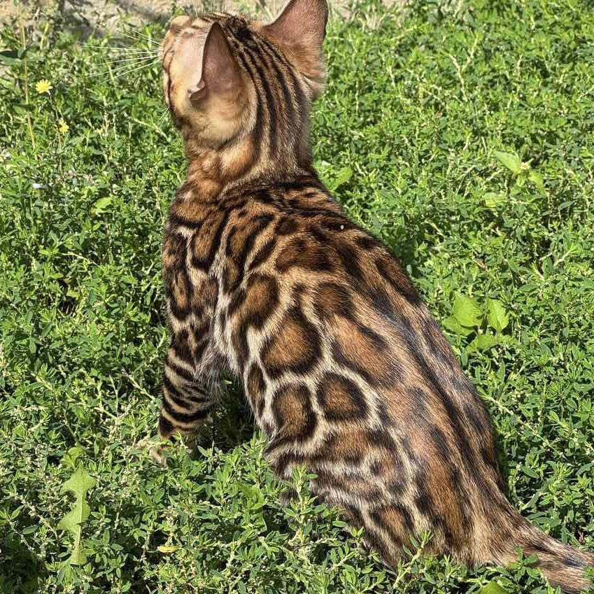 Wind Bengal male, black spotted tabby