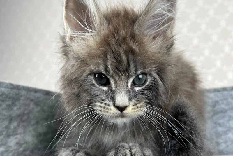 Pop Star Maine Coon male, blue tabby