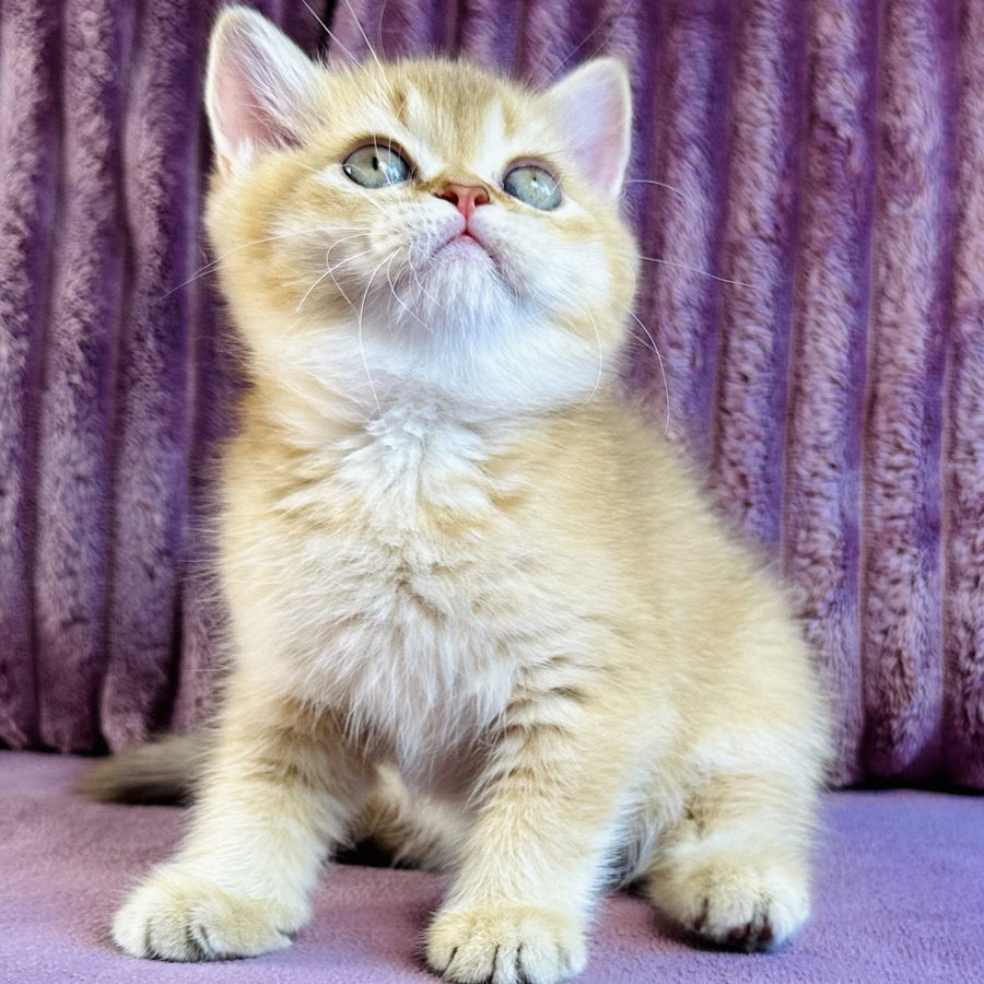 Golden Rose British Shorthair female, cinnamon golden shaded