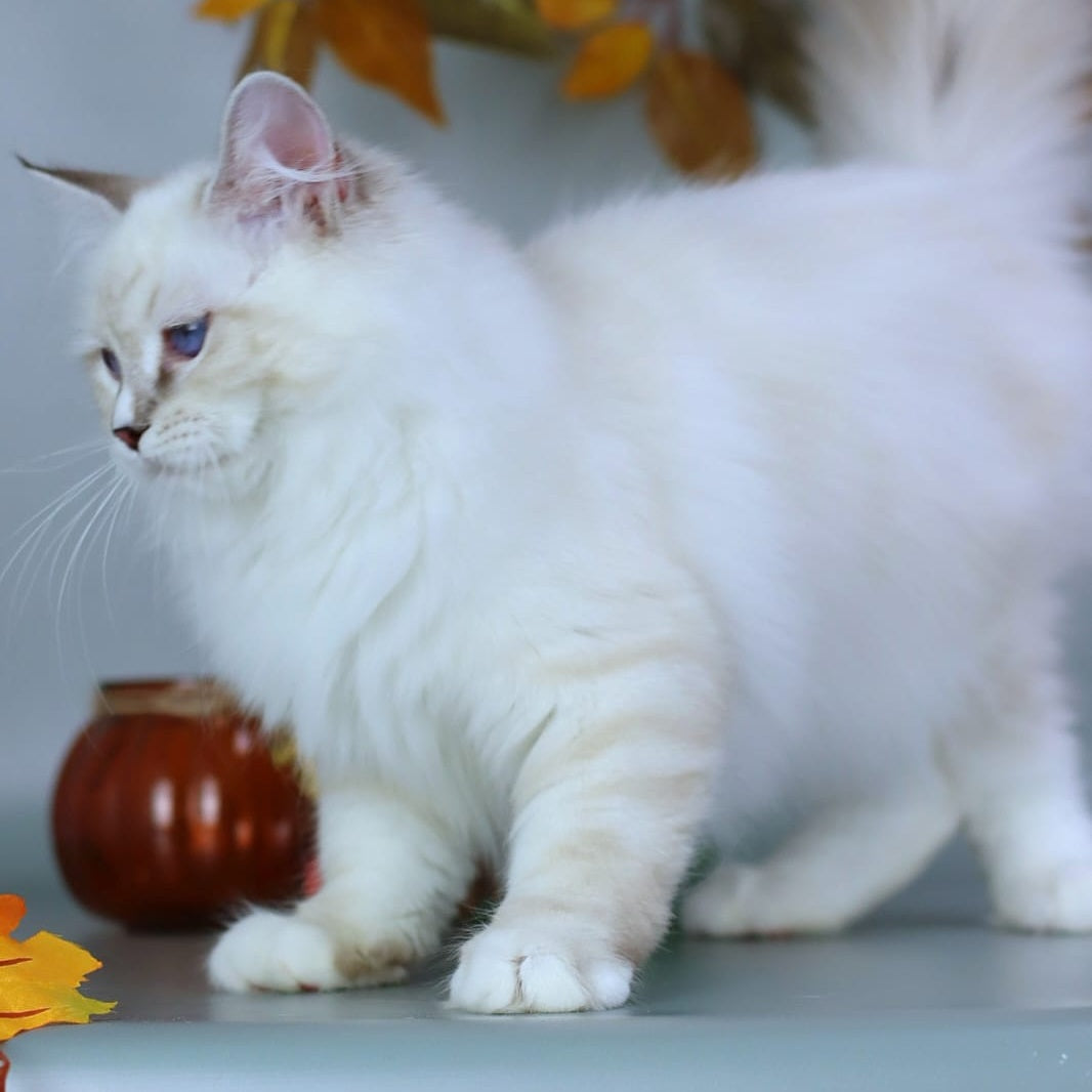 Gala Siberian female, blue with white tabby pointed