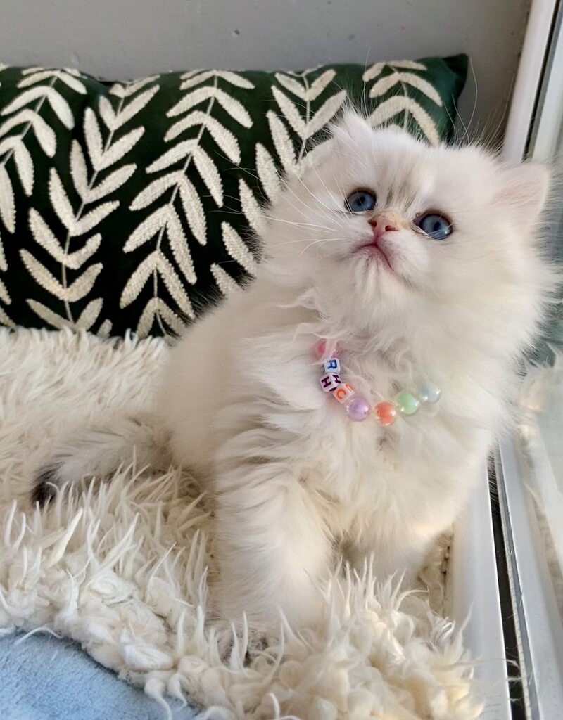 Zefir British Longhair male black golden shaded pointed - live animals