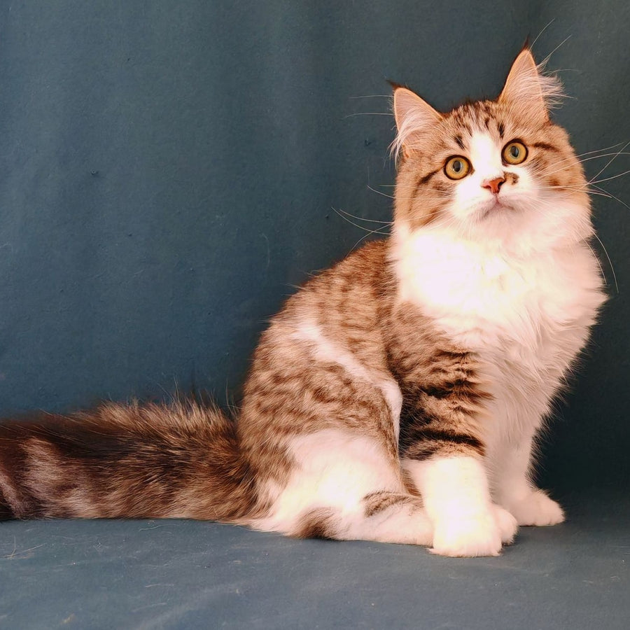 Pyatnyshko Siberian male, red bicolour spotted tabby