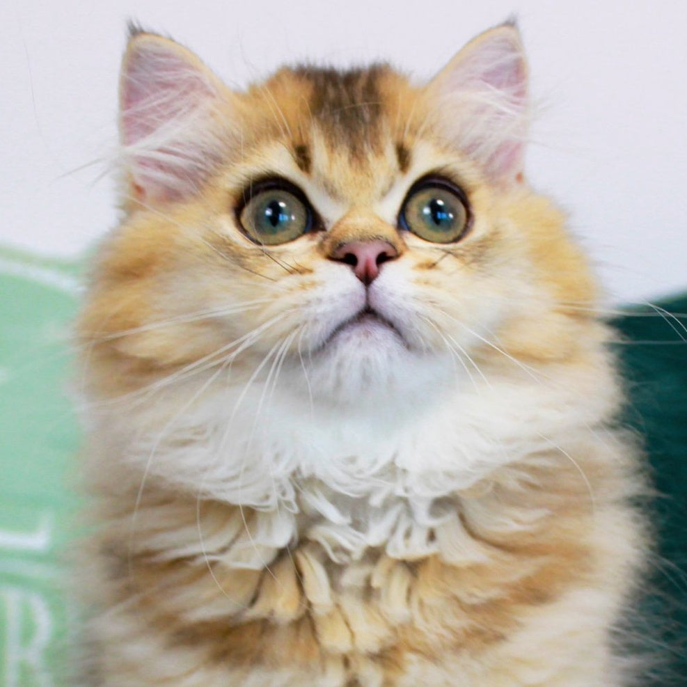 Oliver British Longhair male, black golden ticked tabby