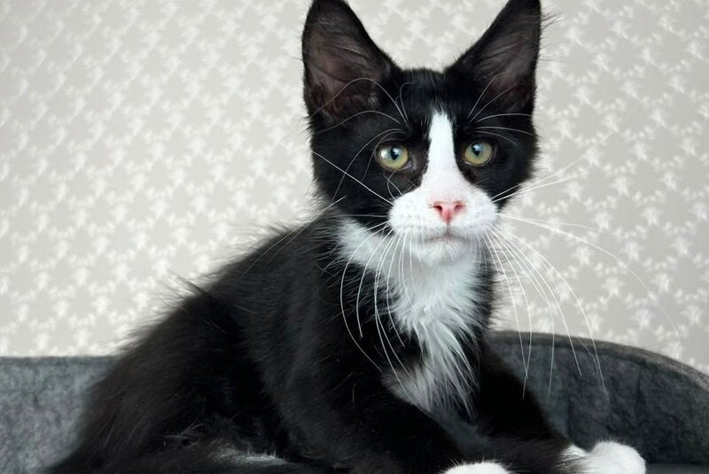 Olaf Maine Coon male, black bicolour