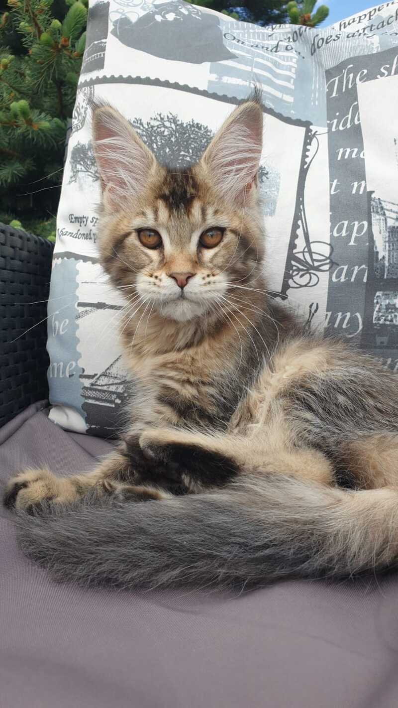 Ellie Maine Coon female black ticked tabby - live animals
