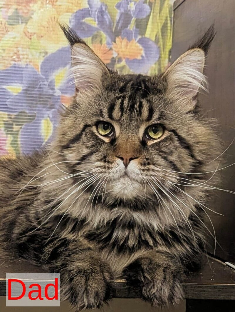 Odilia Maine Coon female black tabby live animals