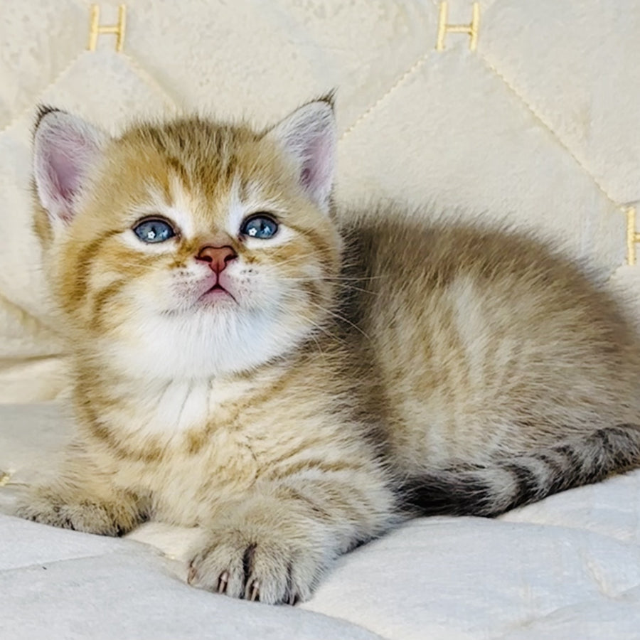 Grant British Shorthair male, chocolate golden spotted tabby