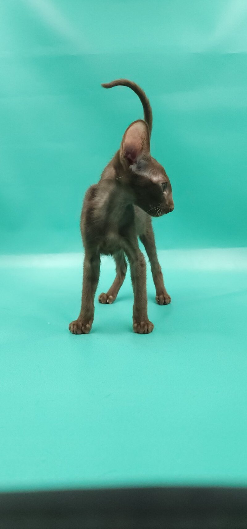 Sansay Oriental Shorthair male, chocolate