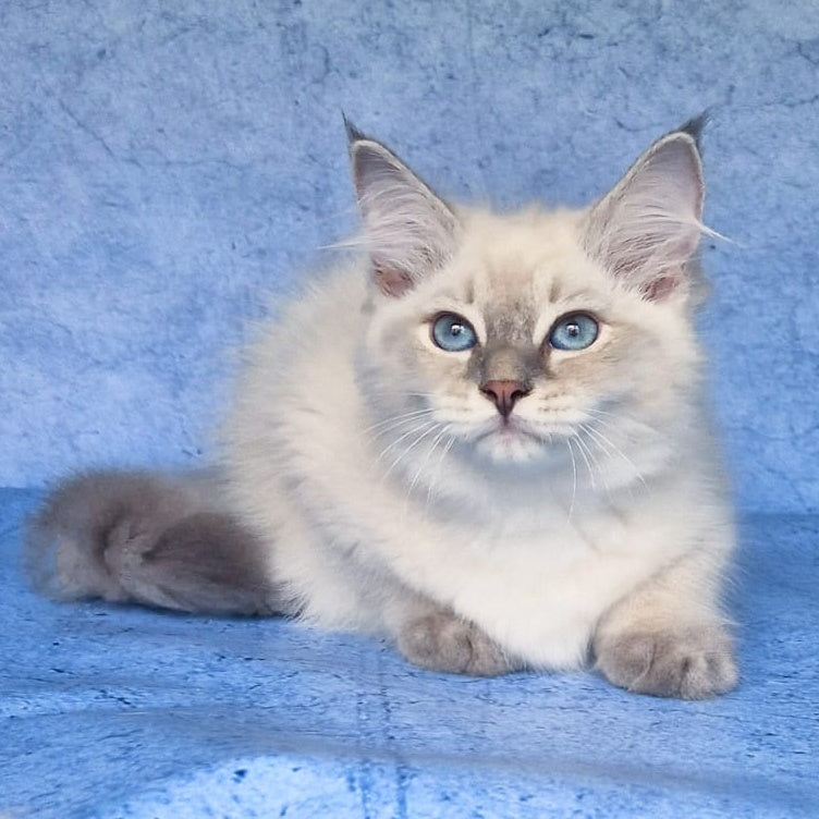 Felix Siberian male, blue tabby pointed