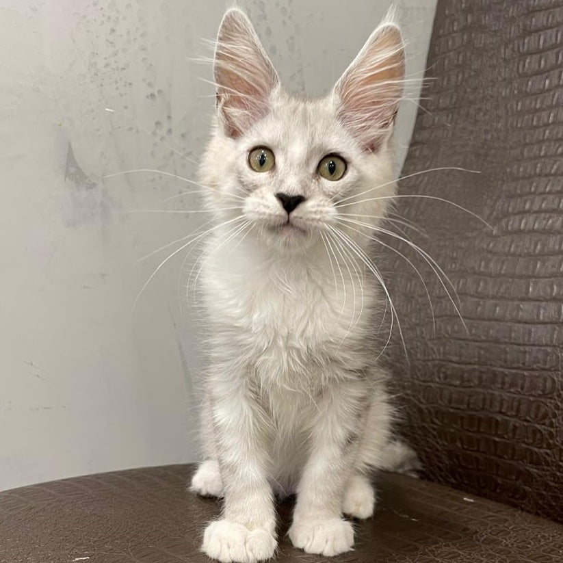 Kira Maine Coon female, black silver bicolour ticked tabby