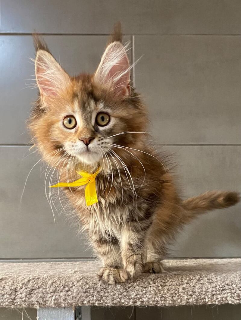 Western star Maine Coon female, black tortie tabby