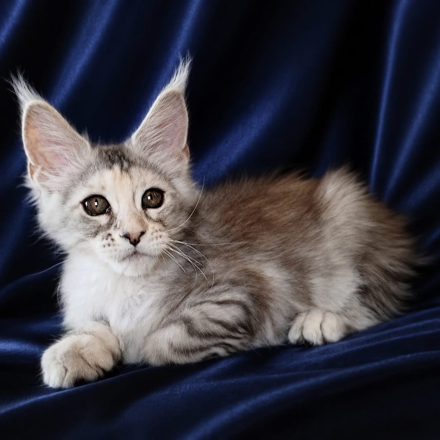 Vlada Maine Coon female, black tortie silver tabby