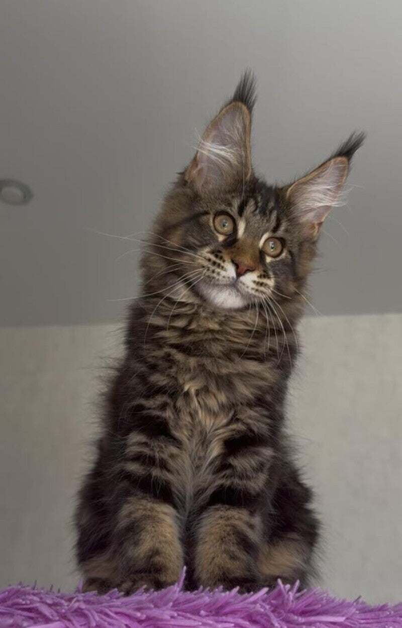 Victor Maine Coon male, black tabby