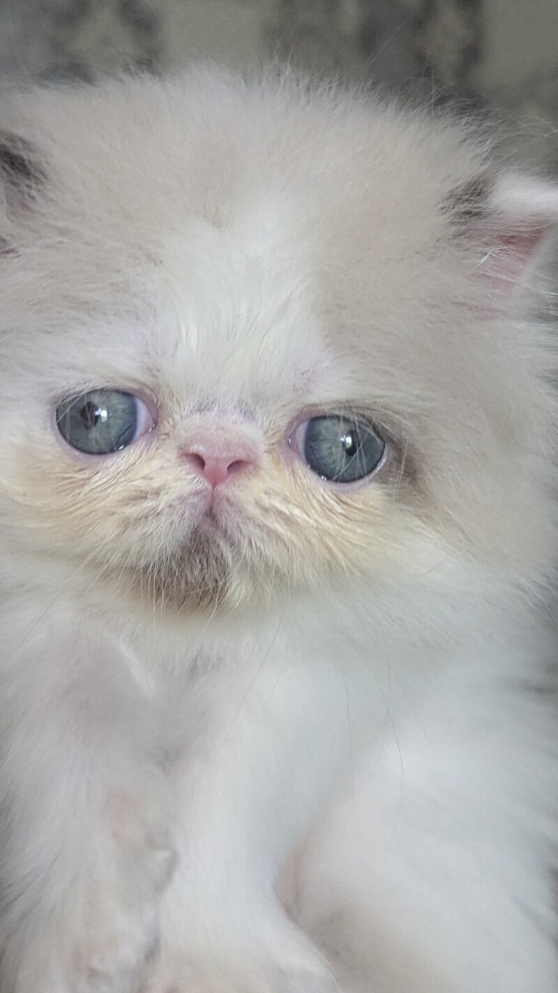 Nemо Persian male, cream pointed bicolour