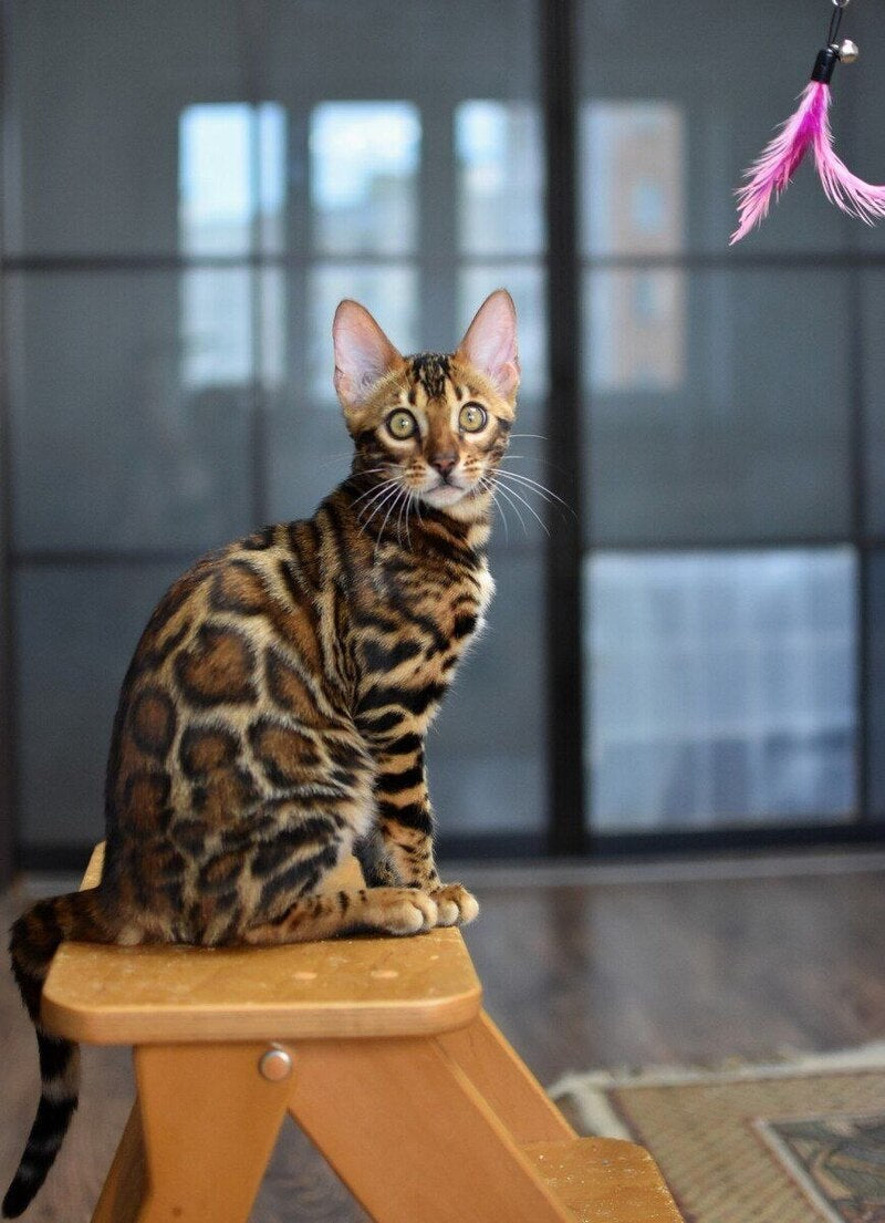 Goliaf Bengal male black spotted tabby - live animals