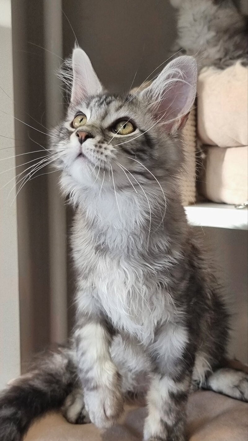 Clinta Maine Coon female black silver tabby - live animals