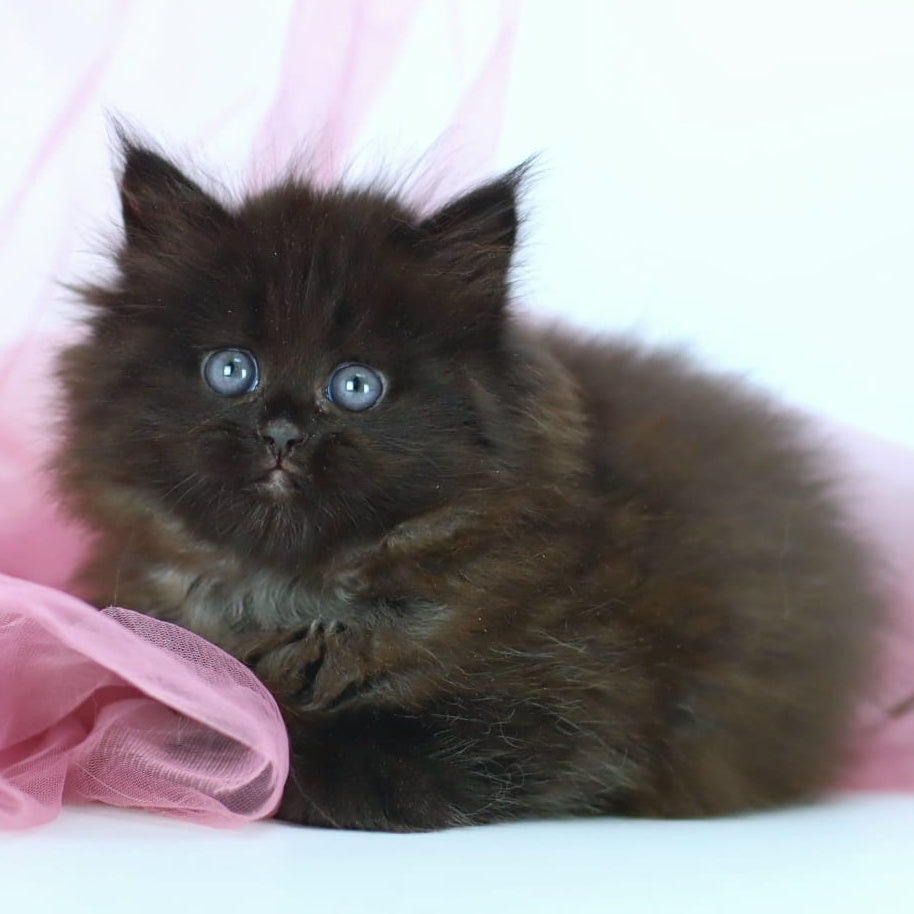 Hugo Boss Persian male, black