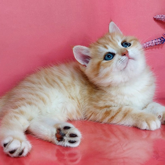 Kristopher British Shorthair male, black golden spotted tabby