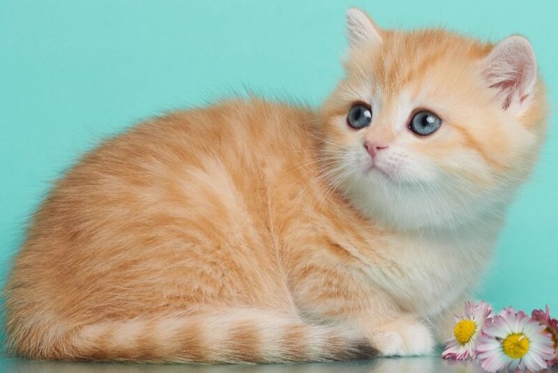 Felix British Shorthair male, chocolate golden spotted tabby