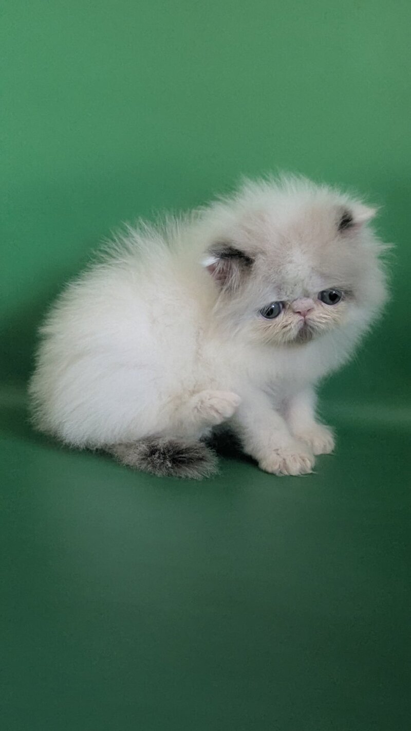 Nemо Persian male, cream pointed bicolour