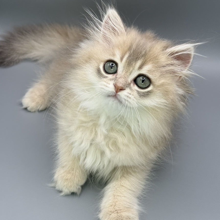 Jardin Scottish Straight female, blue golden shaded