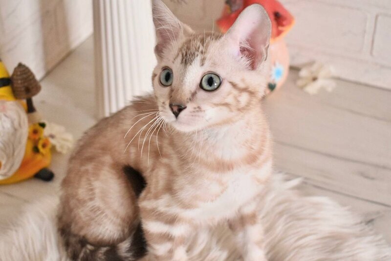 Kisa Bengal female snow mink - live animals
