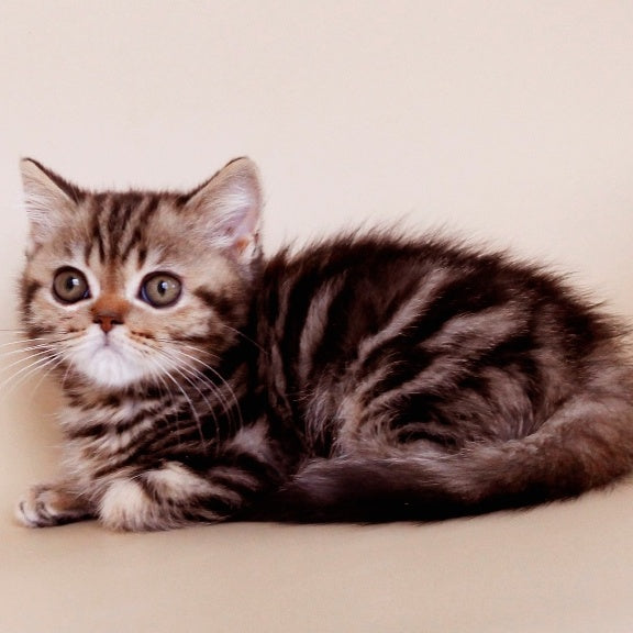 Willie British Shorthair male, black tabby