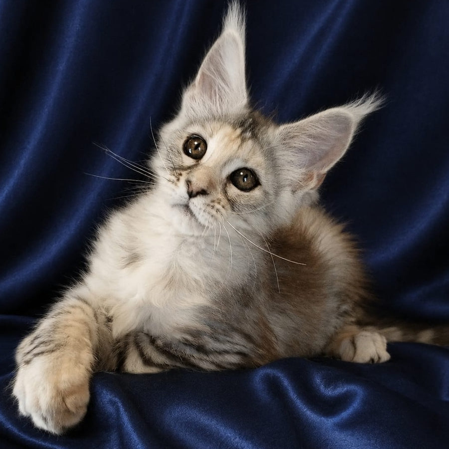 Vlada Maine Coon female, black tortie silver tabby