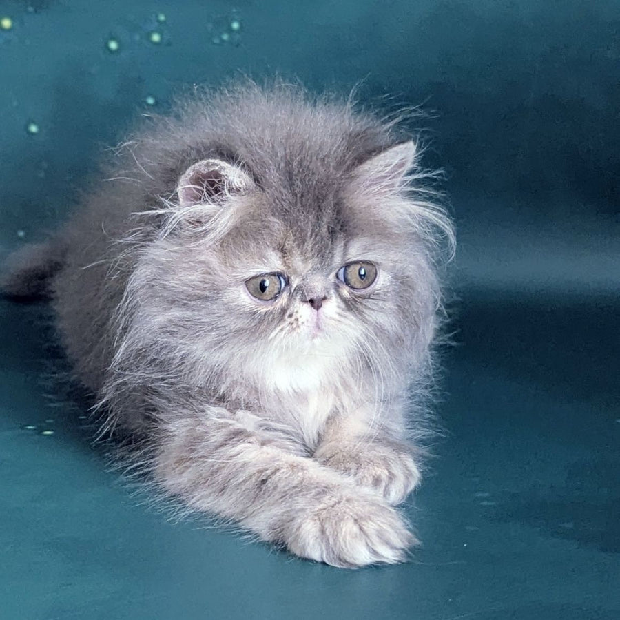 Patricia Persian female, blue tortie