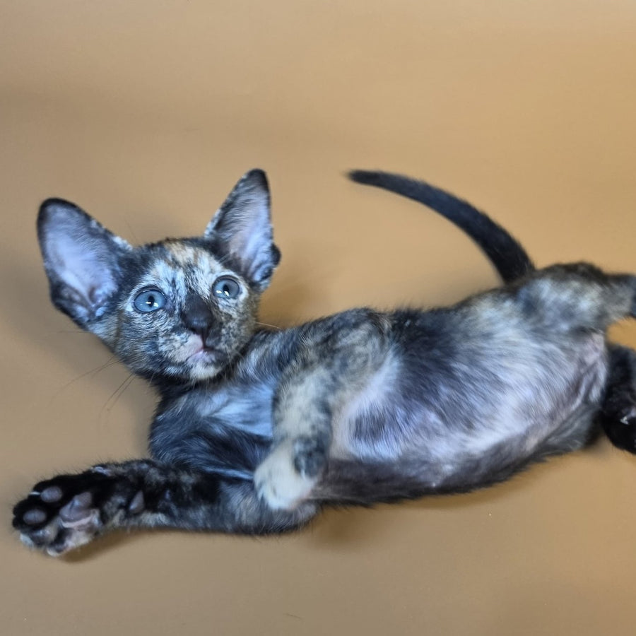 Fenja Oriental Shorthair female, black tortie
