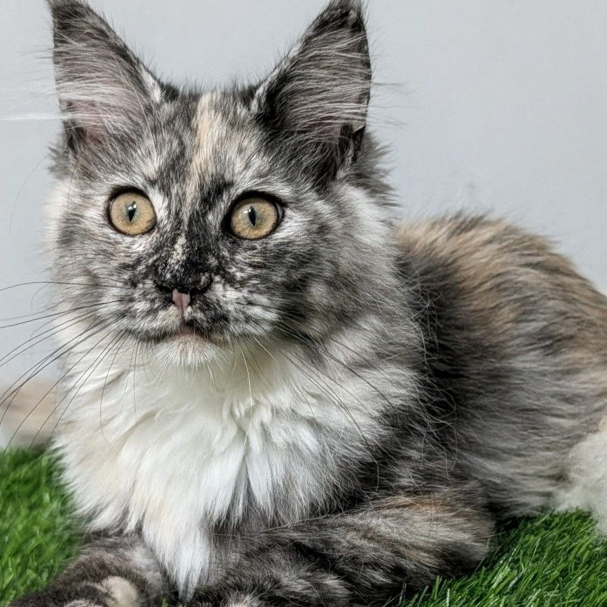 Westalia Maine Coon female, black tortie silver