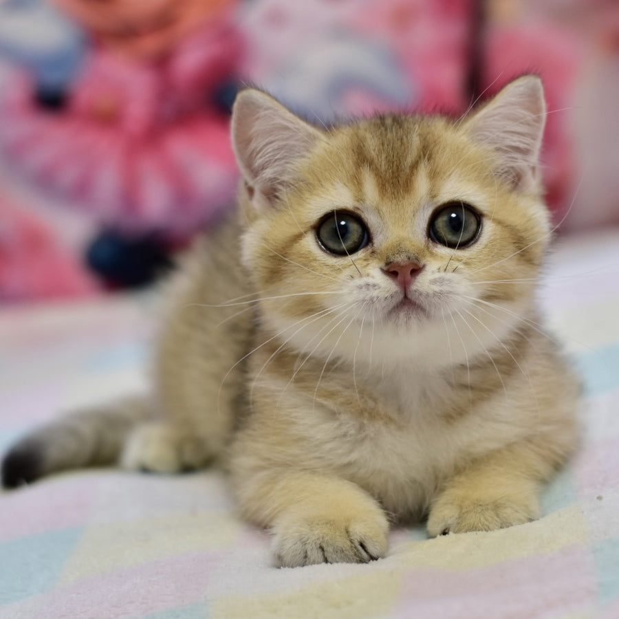 Finik British Shorthair female, black golden ticked tabby