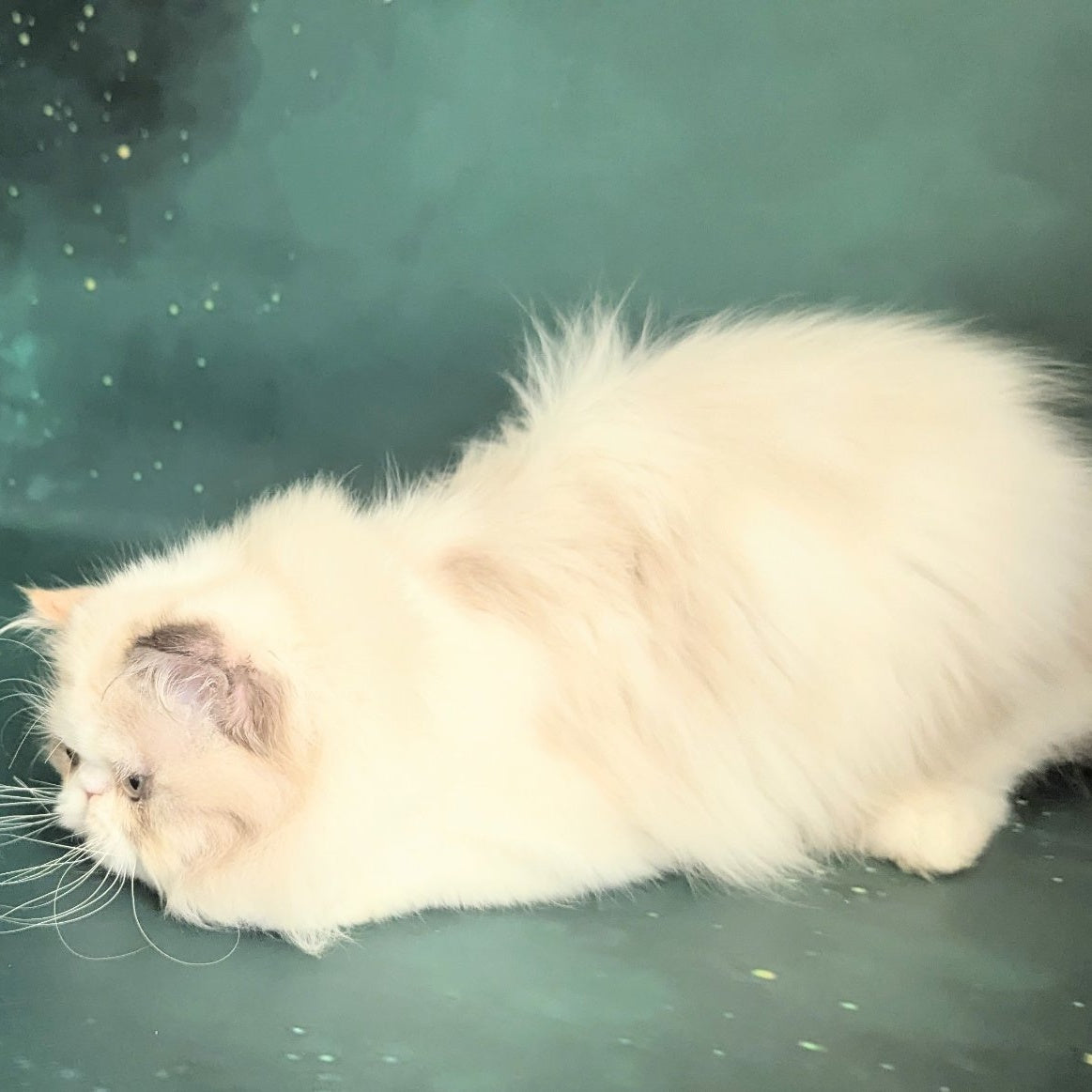 Nelli Persian female, blue tortie pointed bicolour