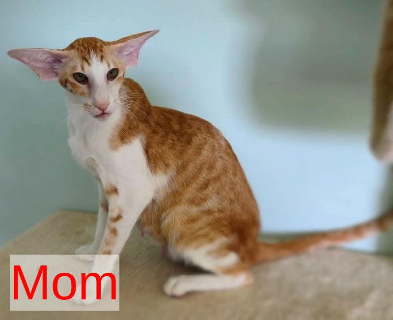Pollyanna Oriental Shorthair female black tortie spotted tabby - live animals