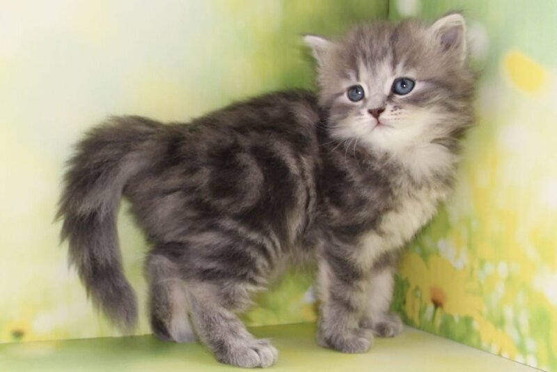 Konfetka Siberian female blue tortie tabby - live animals