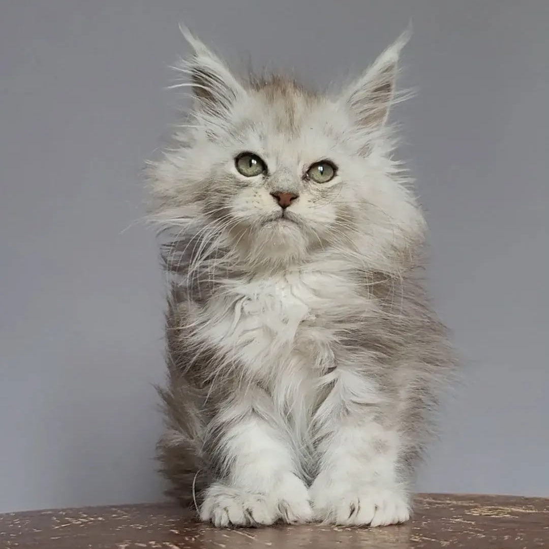 Harold Maine Coon polydactyl 6x6x6x6 male, black silver tabby