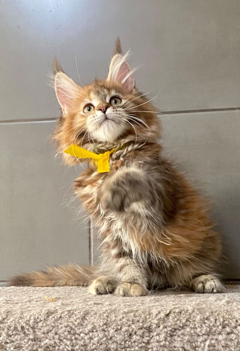 Western star Maine Coon female, black tortie tabby